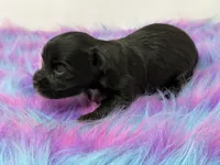 Onyx, a female Yorkshire Terrier for sale in Tarpon Springs, FL – 3 of 7