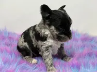 Moana, a female Yorkshire Terrier for sale in Tarpon Springs, FL – 6 of 10