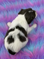 Dark choc parti, a male Yorkshire Terrier for sale in Tarpon Springs, FL – 2 of 4