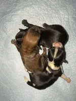 Sable, a female Yorkshire Terrier for sale in Tarpon Springs, FL – Photo 2 of 2