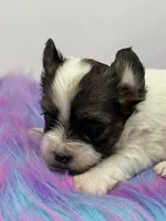 Raccoon , a female Yorkshire Terrier for sale in Tarpon Springs, FL – 5 of 7