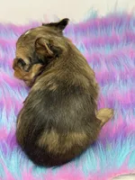 Sable merle, a male Yorkshire Terrier for sale in Tarpon Springs, FL – 10 of 10