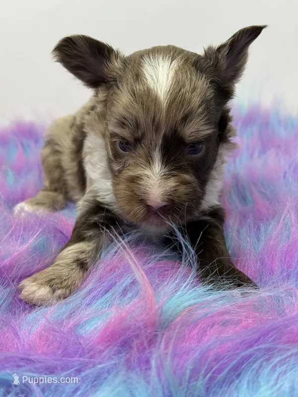 Lavender merle – Yorkshire Terrier puppy for sale in Tarpon Springs, FL