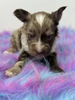 Lavender merle, a male Yorkshire Terrier for sale in Tarpon Springs, FL – 1 of 10