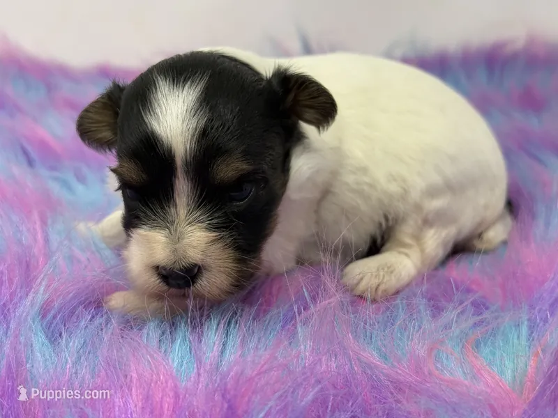 Parti girl – Yorkshire Terrier puppy for sale in Tarpon Springs, FL