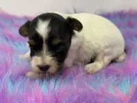 Parti girl, a female Yorkshire Terrier for sale in Tarpon Springs, FL – 1 of 5