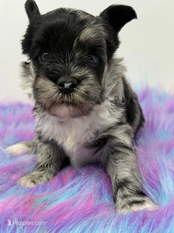 Moana – Yorkshire Terrier puppy for sale in Tarpon Springs, FL