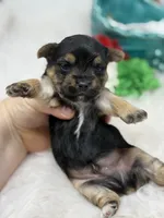 Butter, a male Yorkshire Terrier for sale in Tarpon Springs, FL – Photo 3 of 6