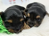 Butter, a male Yorkshire Terrier for sale in Tarpon Springs, FL – Photo 5 of 6