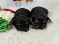 Butter, a male Yorkshire Terrier for sale in Tarpon Springs, FL – Photo 4 of 6