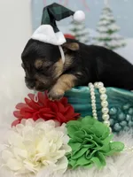 Butter, a male Yorkshire Terrier for sale in Tarpon Springs, FL – Photo 6 of 6