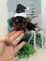 Butter, a male Yorkshire Terrier for sale in Tarpon Springs, FL – Photo 2 of 6