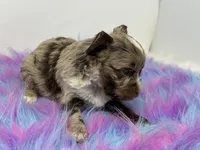 Lavender merle, a male Yorkshire Terrier for sale in Tarpon Springs, FL – 9 of 10