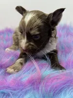 Lavender merle, a male Yorkshire Terrier for sale in Tarpon Springs, FL – 5 of 10