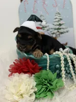 Peanut, a male Yorkshire Terrier for sale in Tarpon Springs, FL – Photo 2 of 7