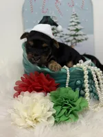 Peanut, a male Yorkshire Terrier for sale in Tarpon Springs, FL – Photo 6 of 7