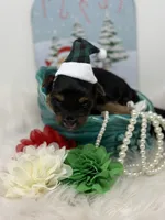 Peanut, a male Yorkshire Terrier for sale in Tarpon Springs, FL – Photo 4 of 7