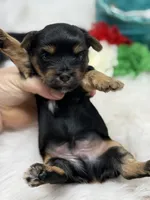 Peanut, a male Yorkshire Terrier for sale in Tarpon Springs, FL – Photo 1 of 7