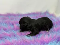 Onyx, a female Yorkshire Terrier for sale in Tarpon Springs, FL – 7 of 7