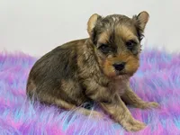 Sable merle, a male Yorkshire Terrier for sale in Tarpon Springs, FL – 7 of 10