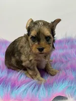 Sable merle, a male Yorkshire Terrier for sale in Tarpon Springs, FL – 8 of 10