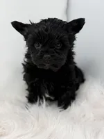 Onyx , a female Yorkshire Terrier for sale in Tarpon Springs, FL – Photo 9 of 9