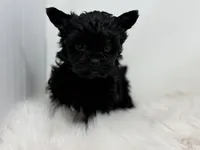 Onyx , a female Yorkshire Terrier for sale in Tarpon Springs, FL – Photo 2 of 9