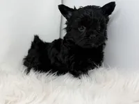 Onyx , a female Yorkshire Terrier for sale in Tarpon Springs, FL – Photo 8 of 9