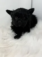 Onyx , a female Yorkshire Terrier for sale in Tarpon Springs, FL – Photo 7 of 9