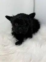 Onyx , a female Yorkshire Terrier for sale in Tarpon Springs, FL – Photo 4 of 9