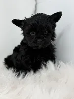 Onyx , a female Yorkshire Terrier for sale in Tarpon Springs, FL – Photo 6 of 9