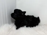 Onyx , a female Yorkshire Terrier for sale in Tarpon Springs, FL – Photo 5 of 9