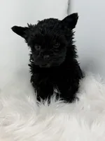 Onyx , a female Yorkshire Terrier for sale in Tarpon Springs, FL – Photo 3 of 9