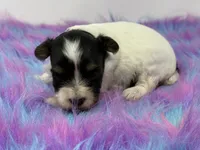 Parti girl, a female Yorkshire Terrier for sale in Tarpon Springs, FL – 4 of 5