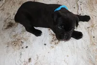 Blue, a male Cane Corso for sale in Montross, VA – Photo 2 of 6