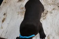 Blue, a male Cane Corso for sale in Montross, VA – Photo 5 of 6