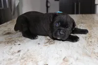 Blue, a male Cane Corso for sale in Montross, VA – Photo 1 of 6