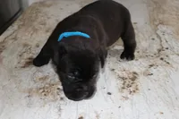 Blue, a male Cane Corso for sale in Montross, VA – Photo 4 of 6