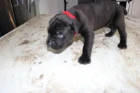 Red, a male Cane Corso for sale in Montross, VA – Photo 2 of 5