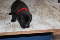 Red, a male Cane Corso for sale in Montross, VA – Photo 4 of 5