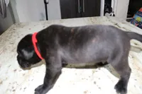 Red, a male Cane Corso for sale in Montross, VA – Photo 3 of 5