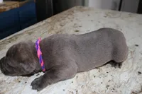 Pink/Purple, a female Cane Corso for sale in Montross, VA – Photo 6 of 7