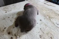 Pink/Purple, a female Cane Corso for sale in Montross, VA – Photo 4 of 7