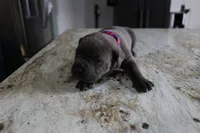Pink/Purple, a female Cane Corso for sale in Montross, VA – Photo 5 of 7