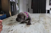 Pink/Purple, a female Cane Corso for sale in Montross, VA – Photo 2 of 7