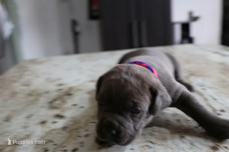 Pink/Purple – Cane Corso puppy for sale in Montross, VA