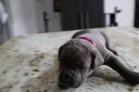 Pink/Purple, a female Cane Corso for sale in Montross, VA – Photo 1 of 7