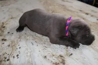 Pink/Purple, a female Cane Corso for sale in Montross, VA – Photo 3 of 7