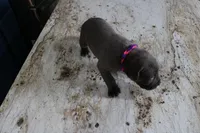 Pink/Purple, a female Cane Corso for sale in Montross, VA – Photo 7 of 7