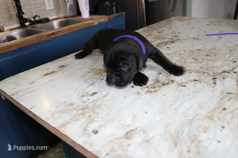 Purple – Cane Corso puppy for sale in Montross, VA